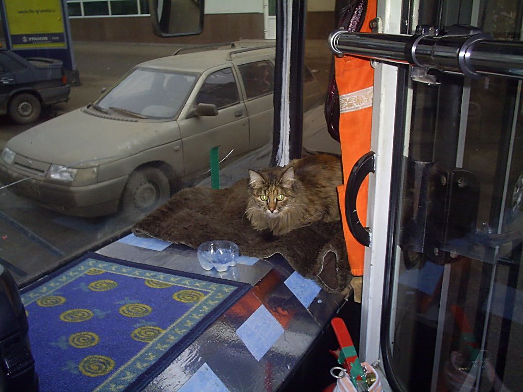 Транспорт и животные Транспорт и животные