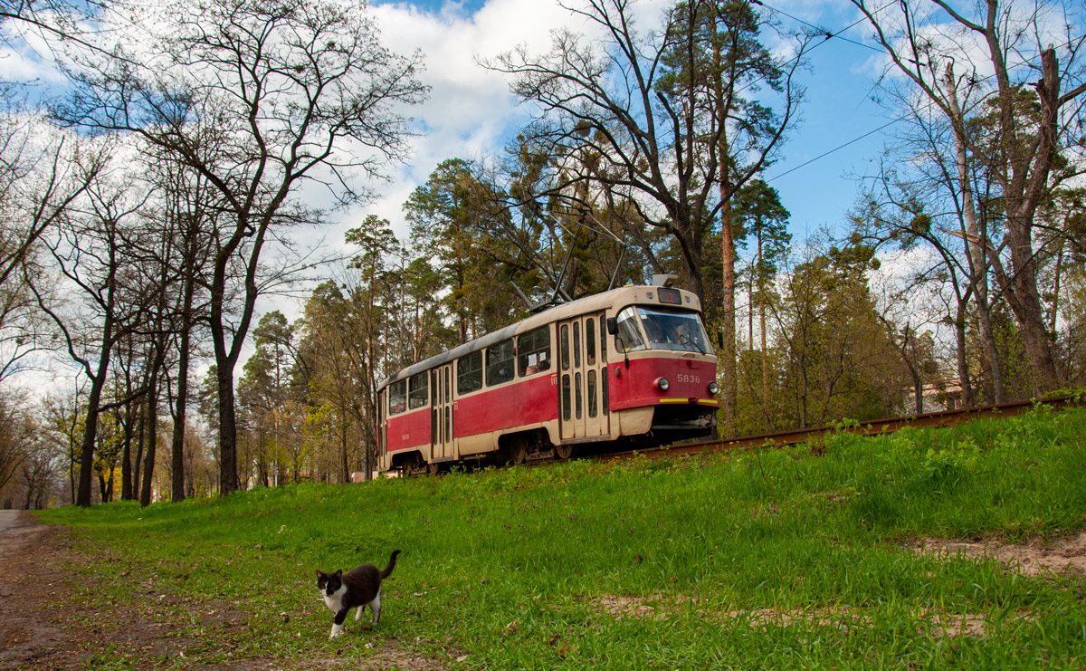 Киев, Tatra T3SU № 5836; Транспорт и животные