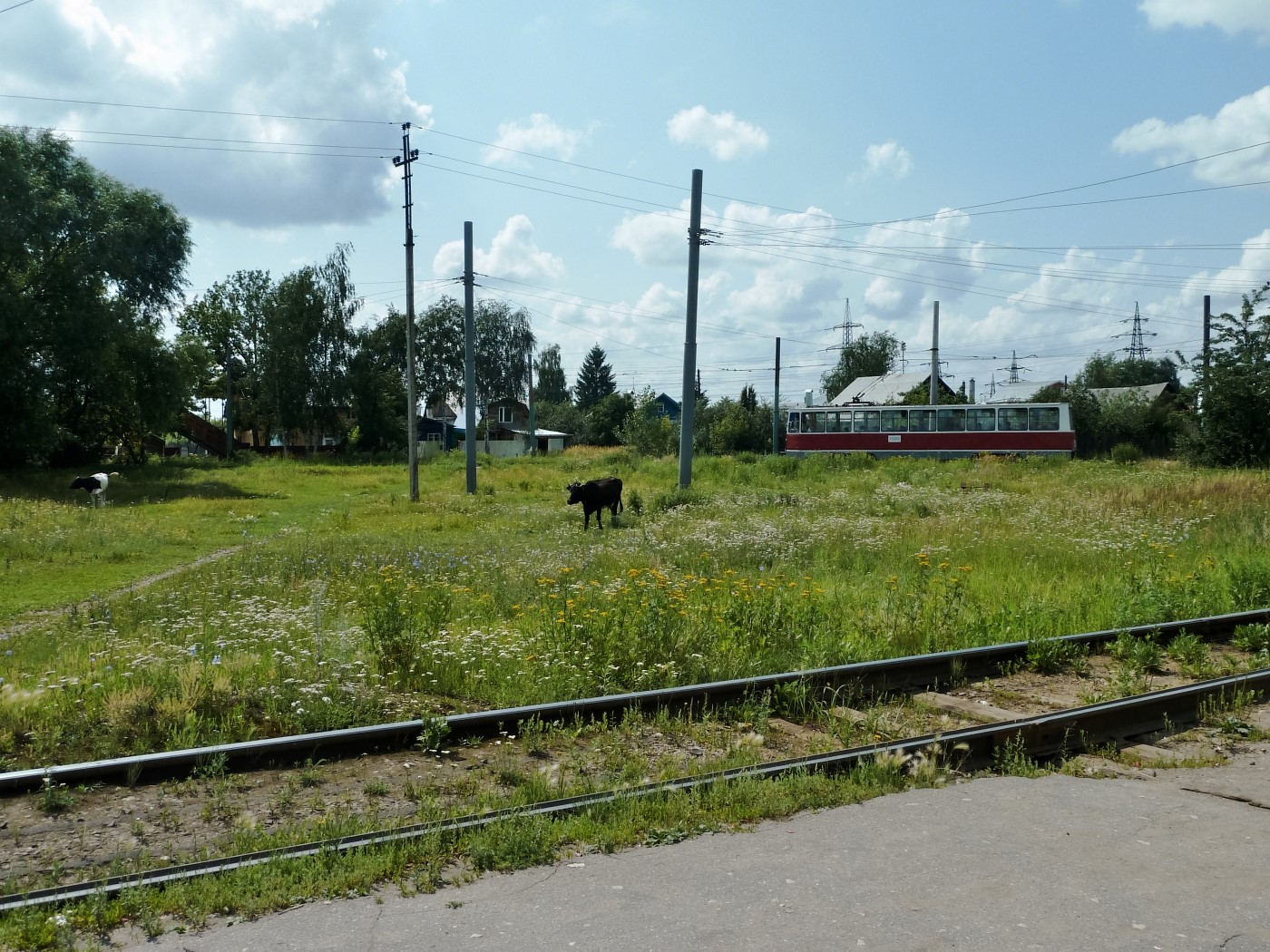 Нижний Новгород — Конечные станции и кольца; Транспорт и животные