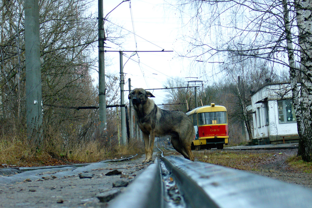 Орёл — Конечные станции и разворотные кольца; Транспорт и животные