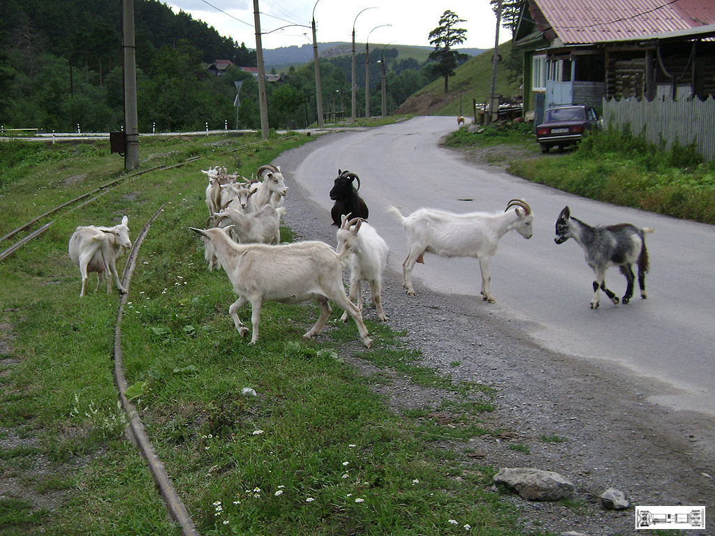 Ust-Kataw — Tram line; Transport and animals