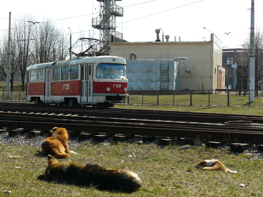 Кривой Рог — Разные фотографии; Транспорт и животные