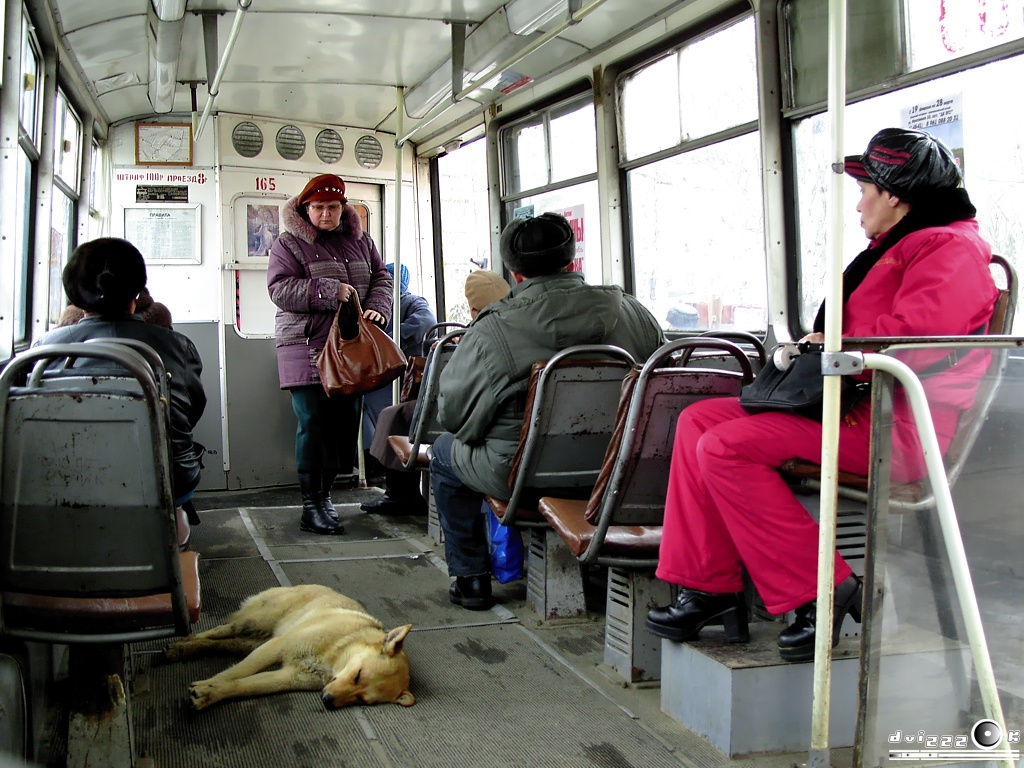 Волжский, 71-605 (КТМ-5М3) № 165; Транспорт и животные