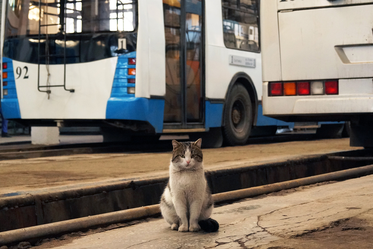 Транспорт и животные