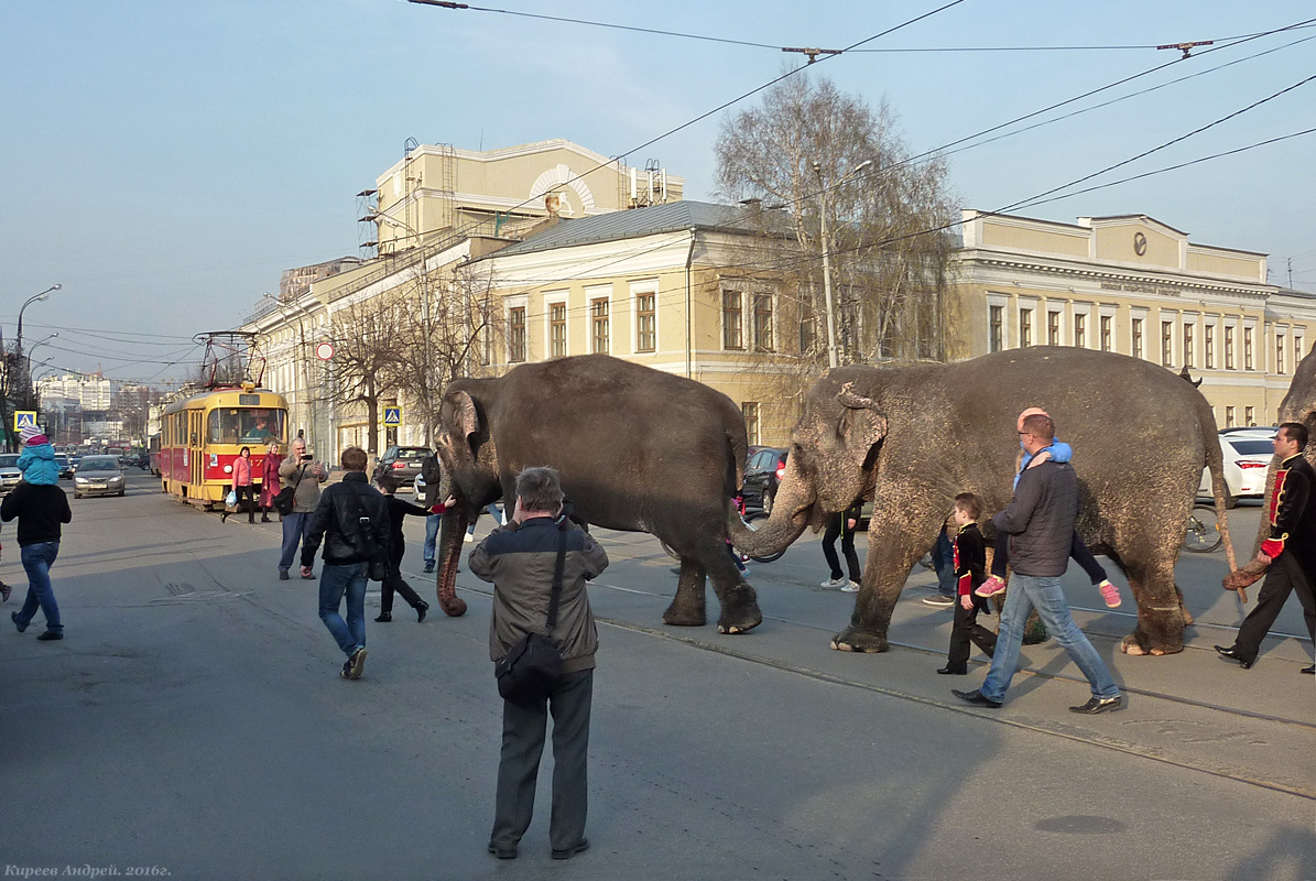 Orel — Miscellaneous photos; Transport and animals