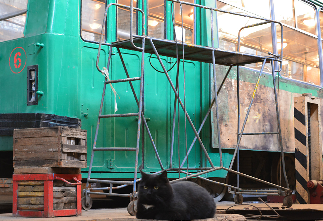 Vladivostok — Miscellaneous photos; Transport and animals