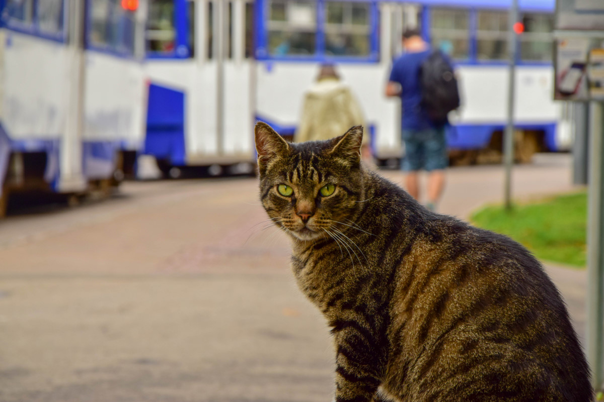 Transport and animals