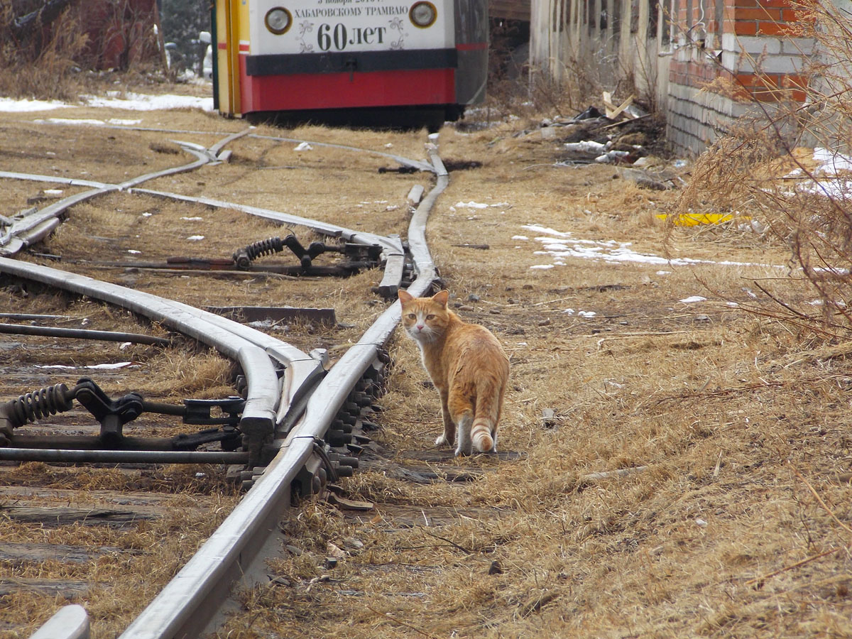 Transport and animals