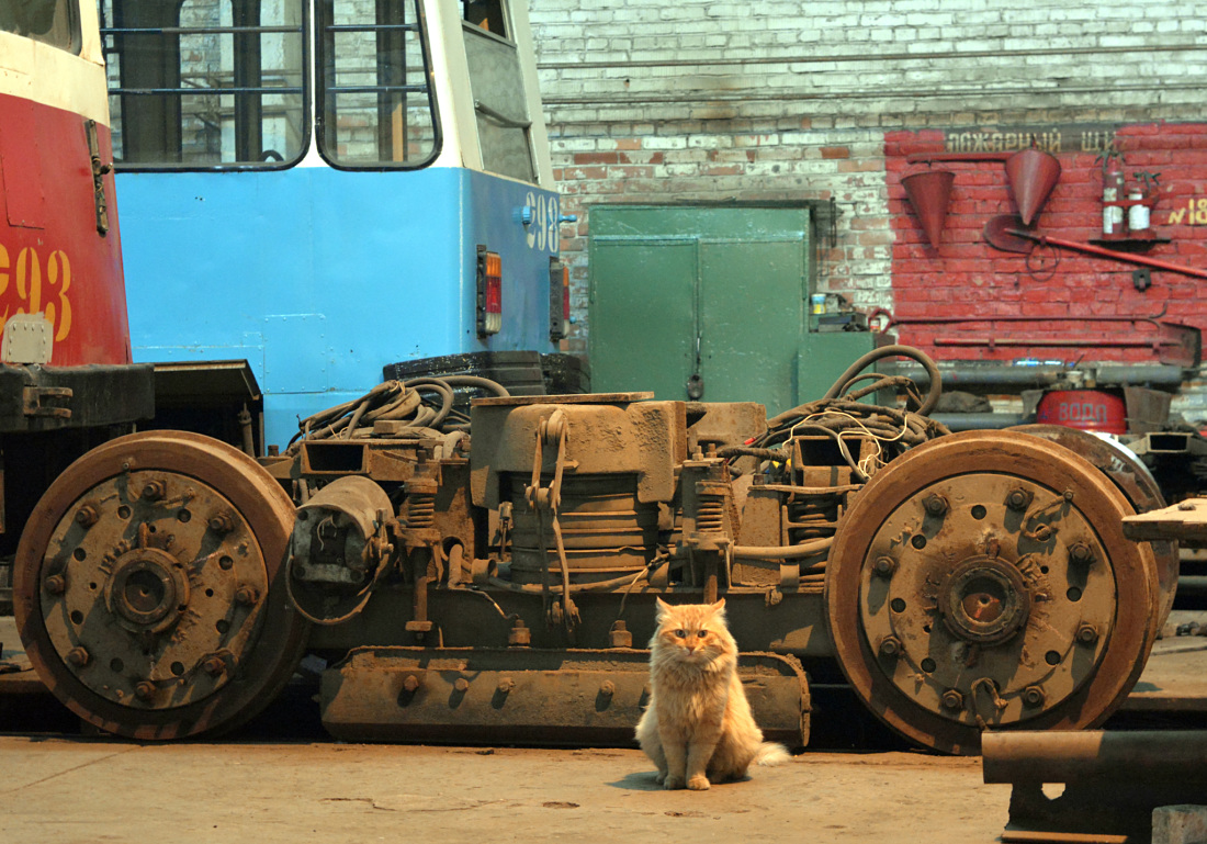 Vladivostok — Trams' Maintenance and Parts; Transport and animals