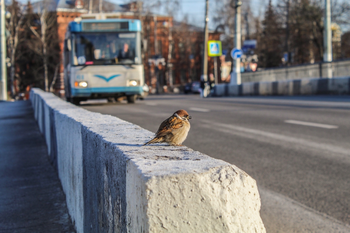 Transport and animals