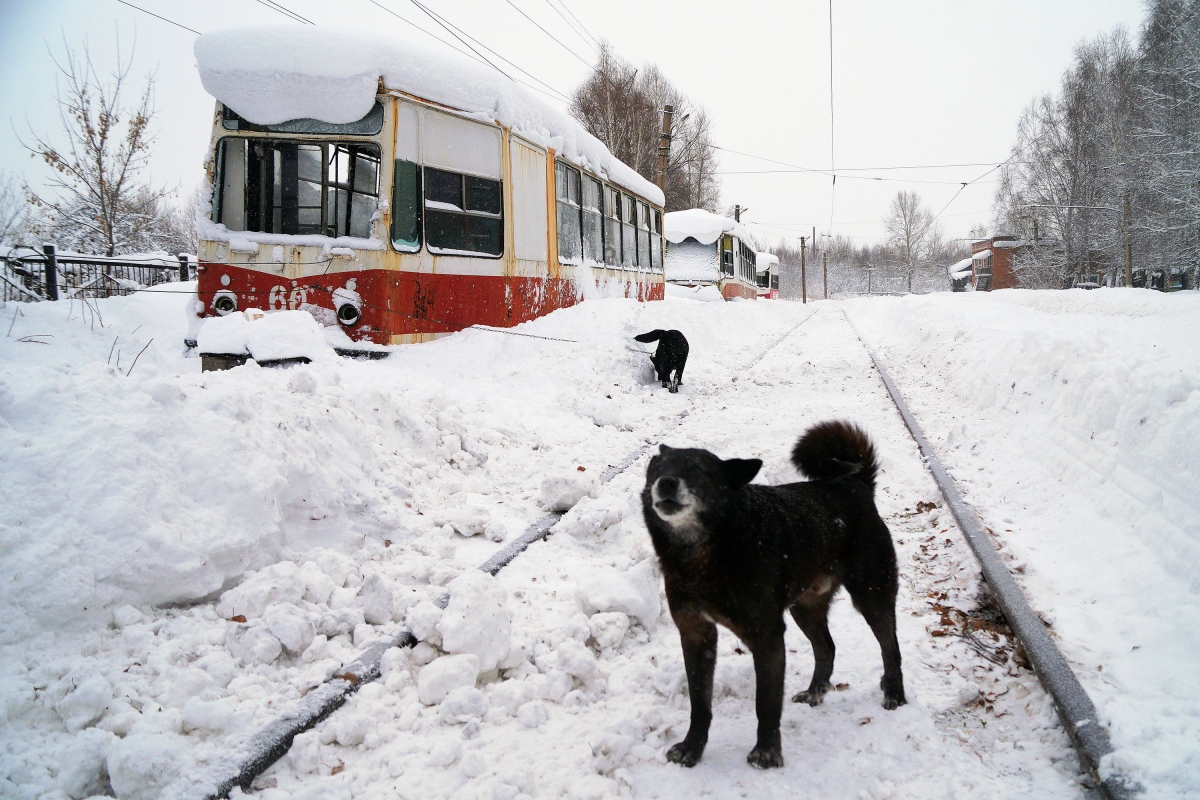 Osinniki, 71-132 (LM-93) Nr 60; Transport and animals