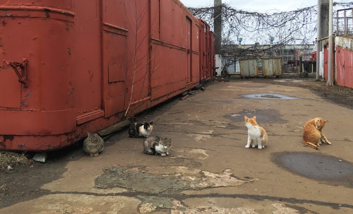 Транспорт и животные