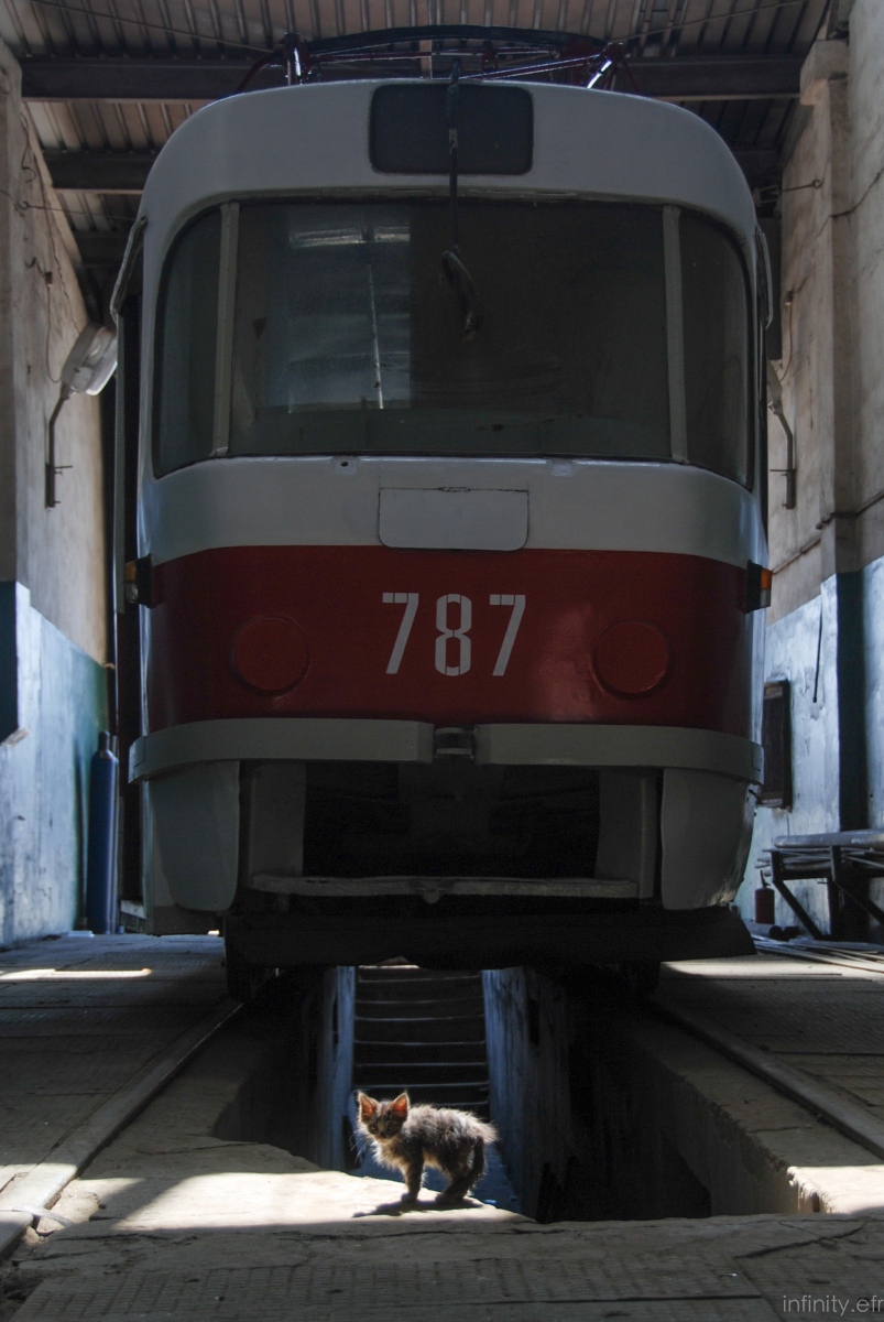 სამარა, Tatra T3SU № 787; Transport and animals