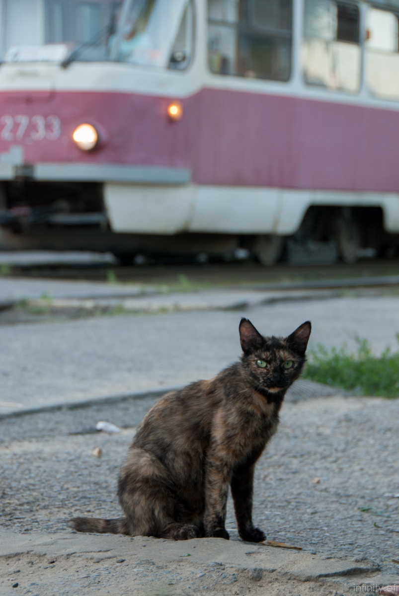 Транспорт и животные