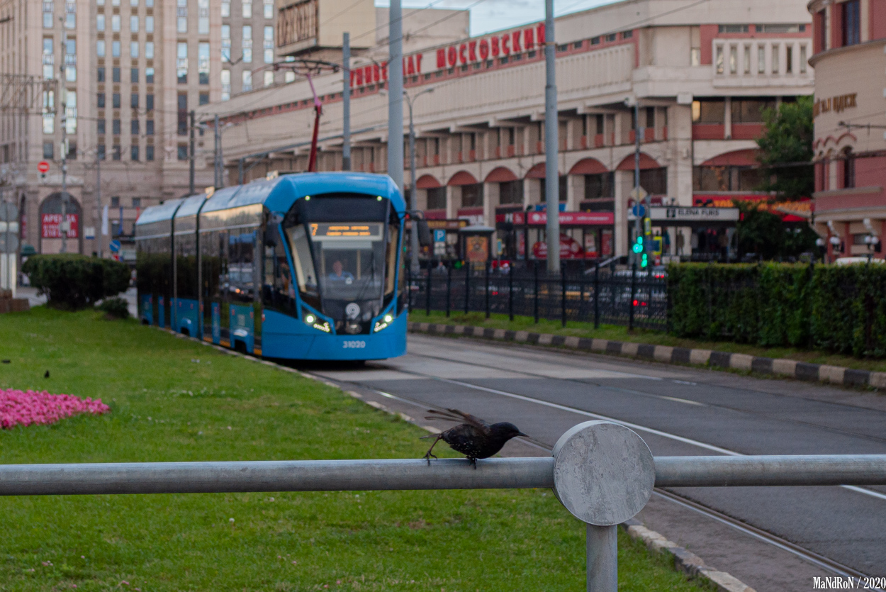 Transport and animals