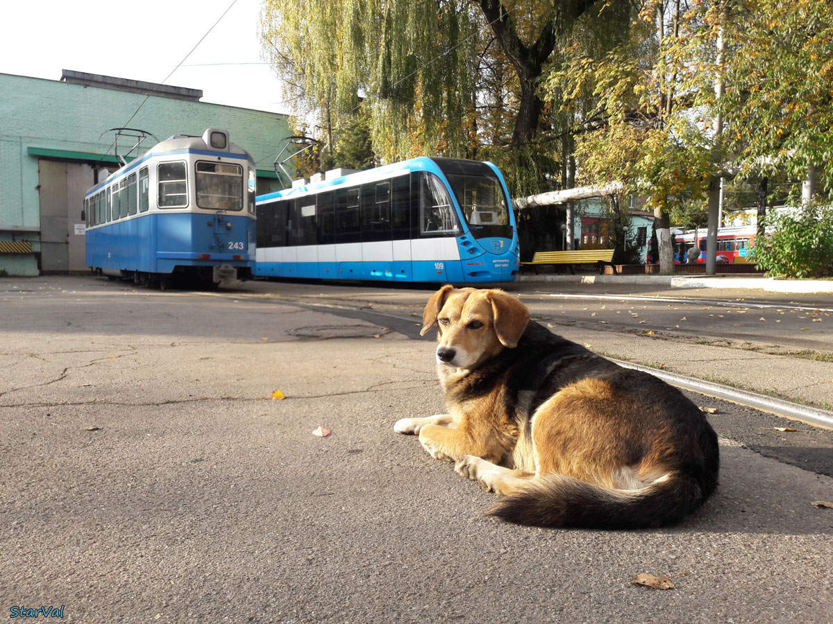 Transport and animals