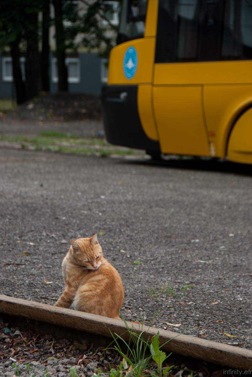 Транспорт и животные