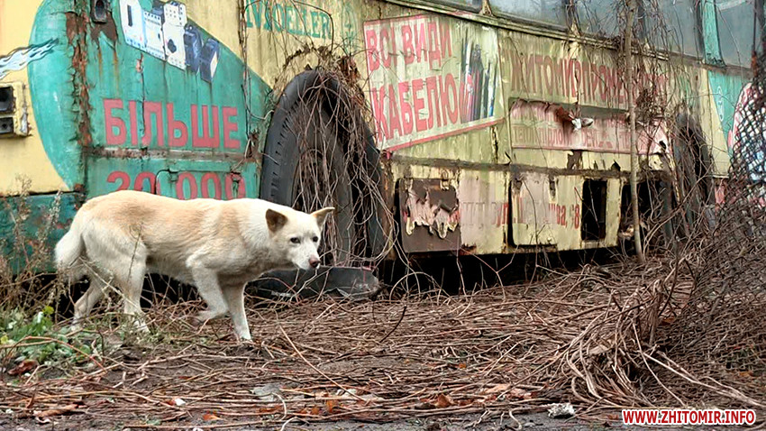 Транспорт и животные