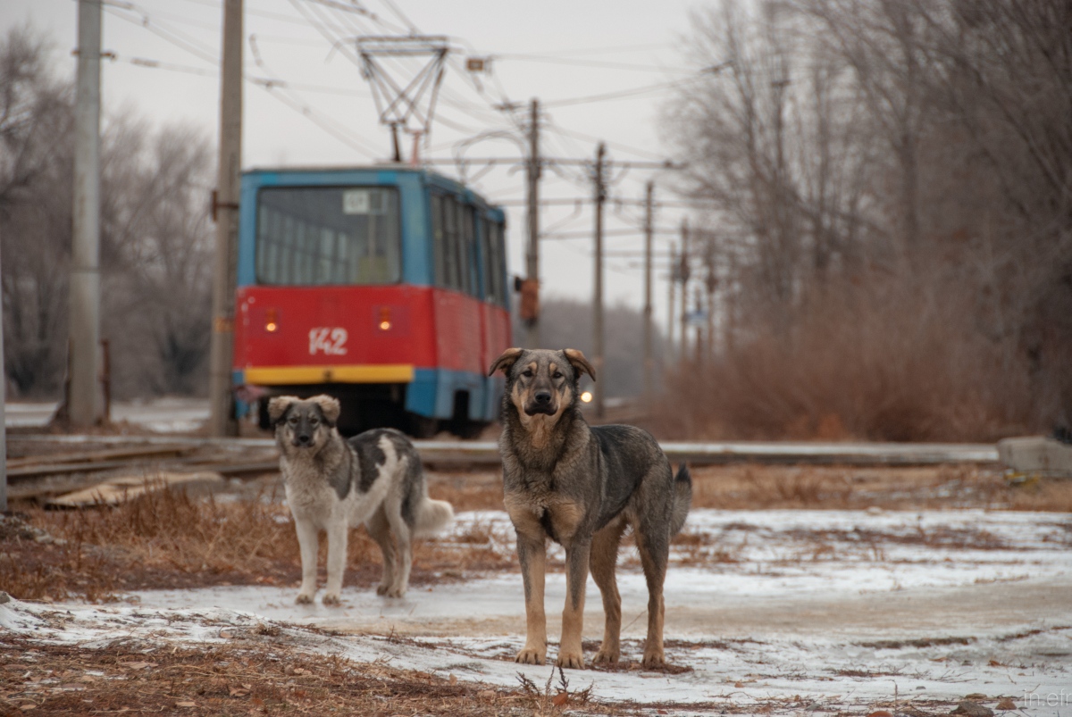 Transport and animals