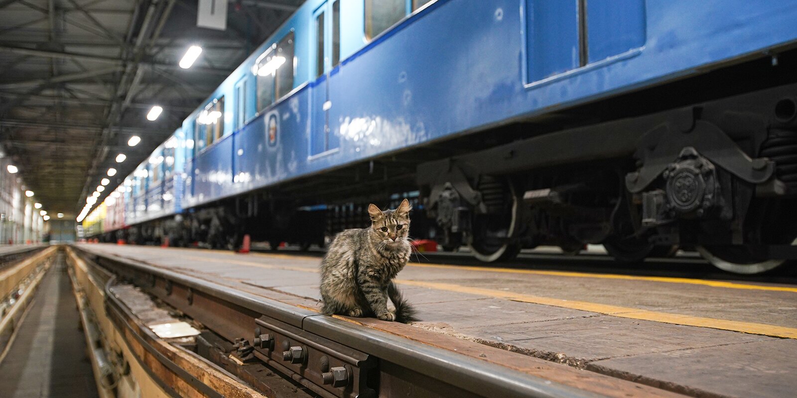 Transport and animals