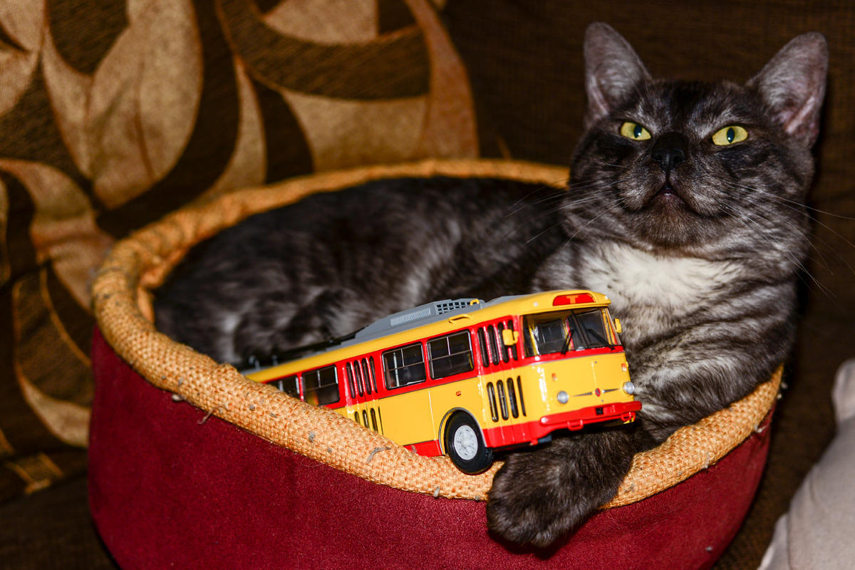 Транспорт и животные; Юмор