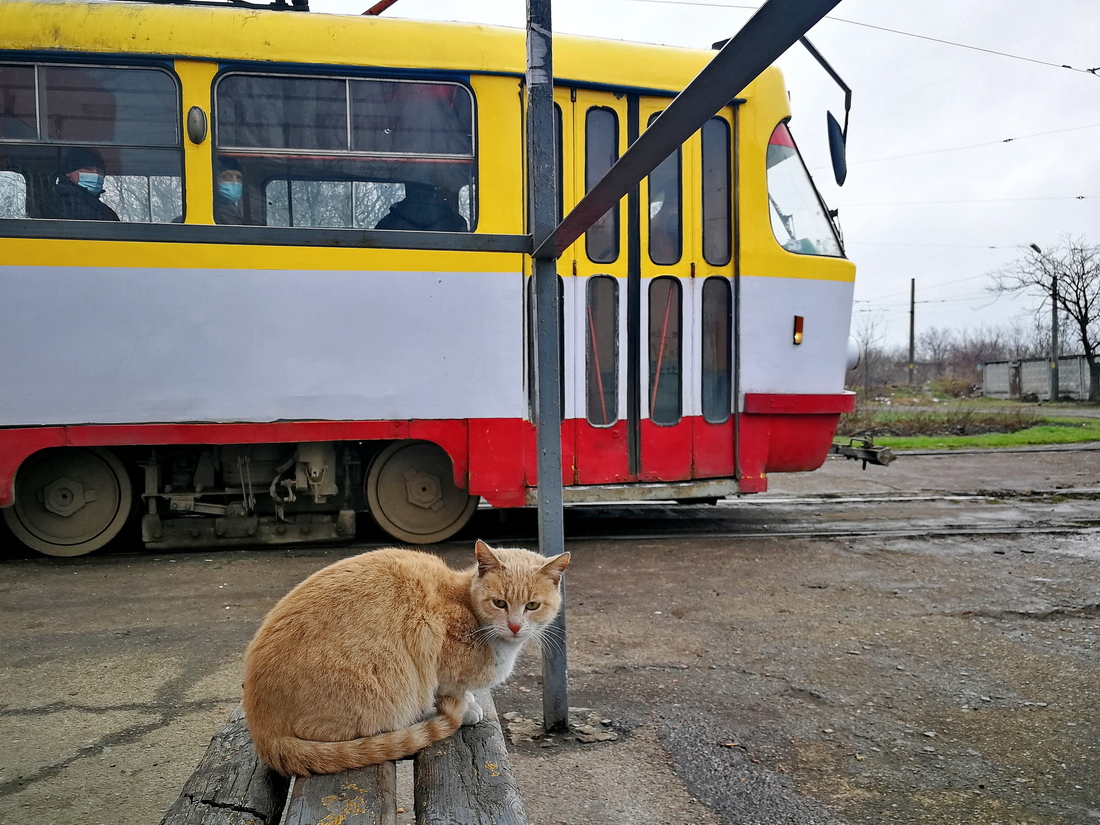 Транспорт и животные