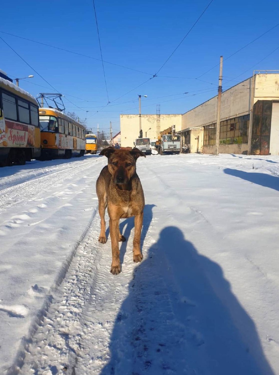 Transport and animals