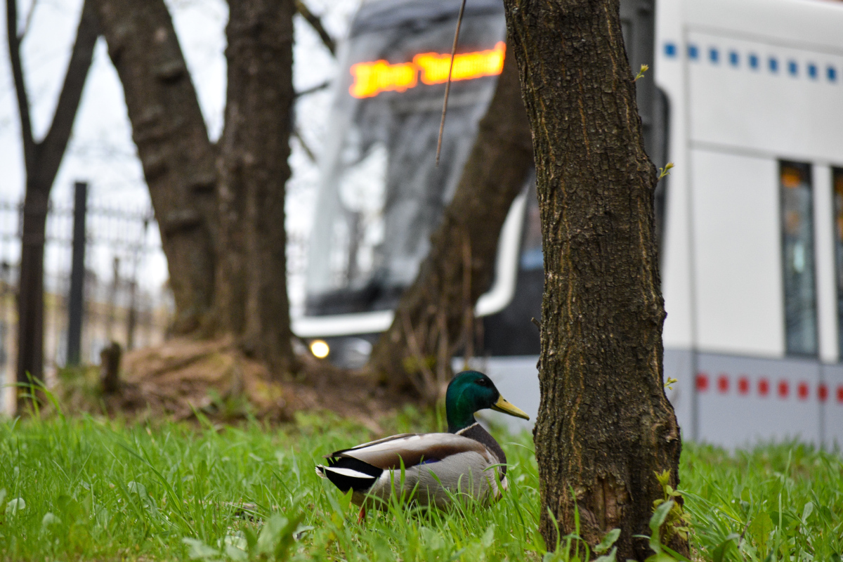 Transport and animals