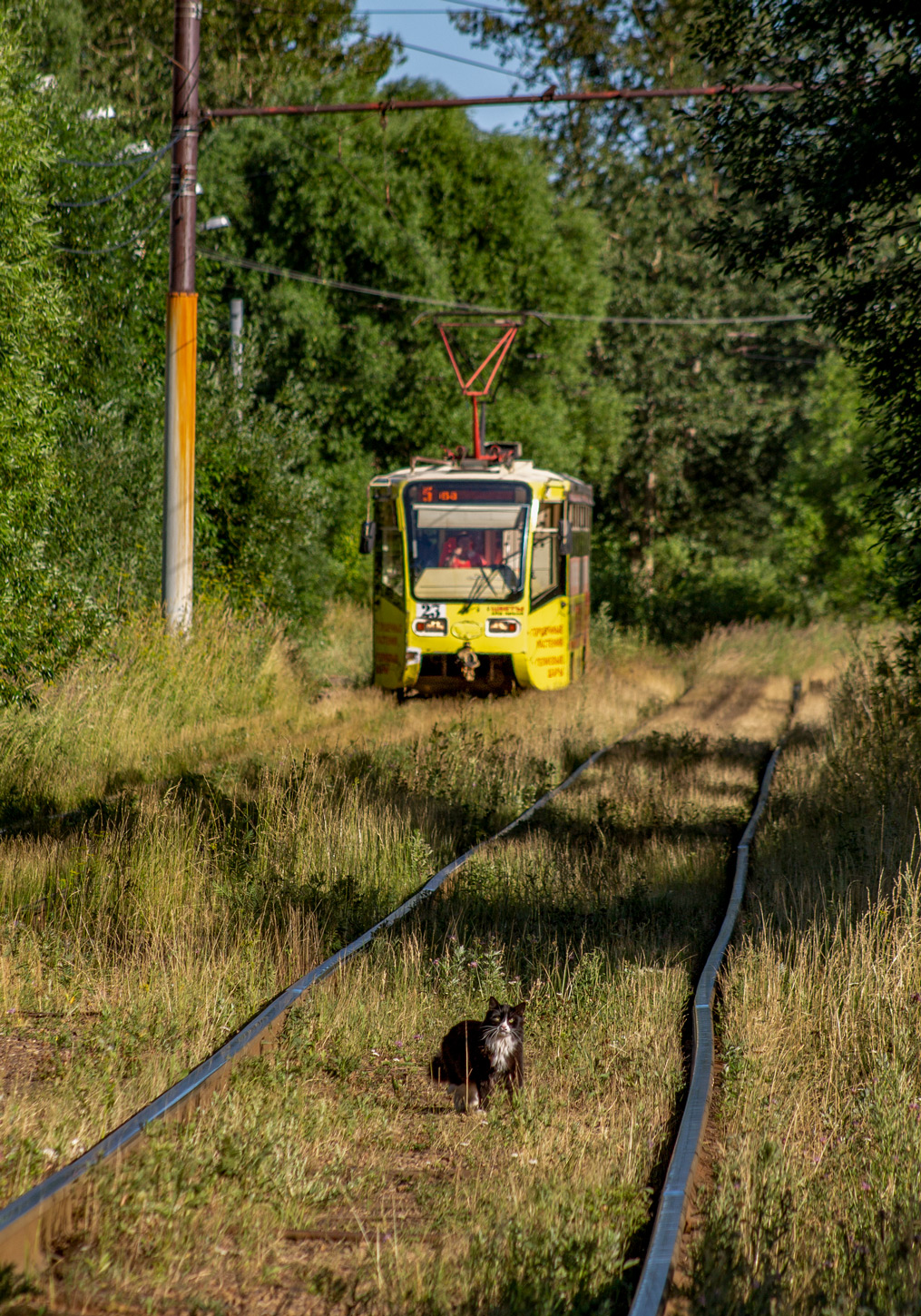 Jaroslawl — Tramway lines; Transport and animals
