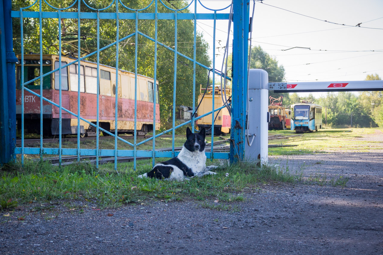 Транспорт та тварини
