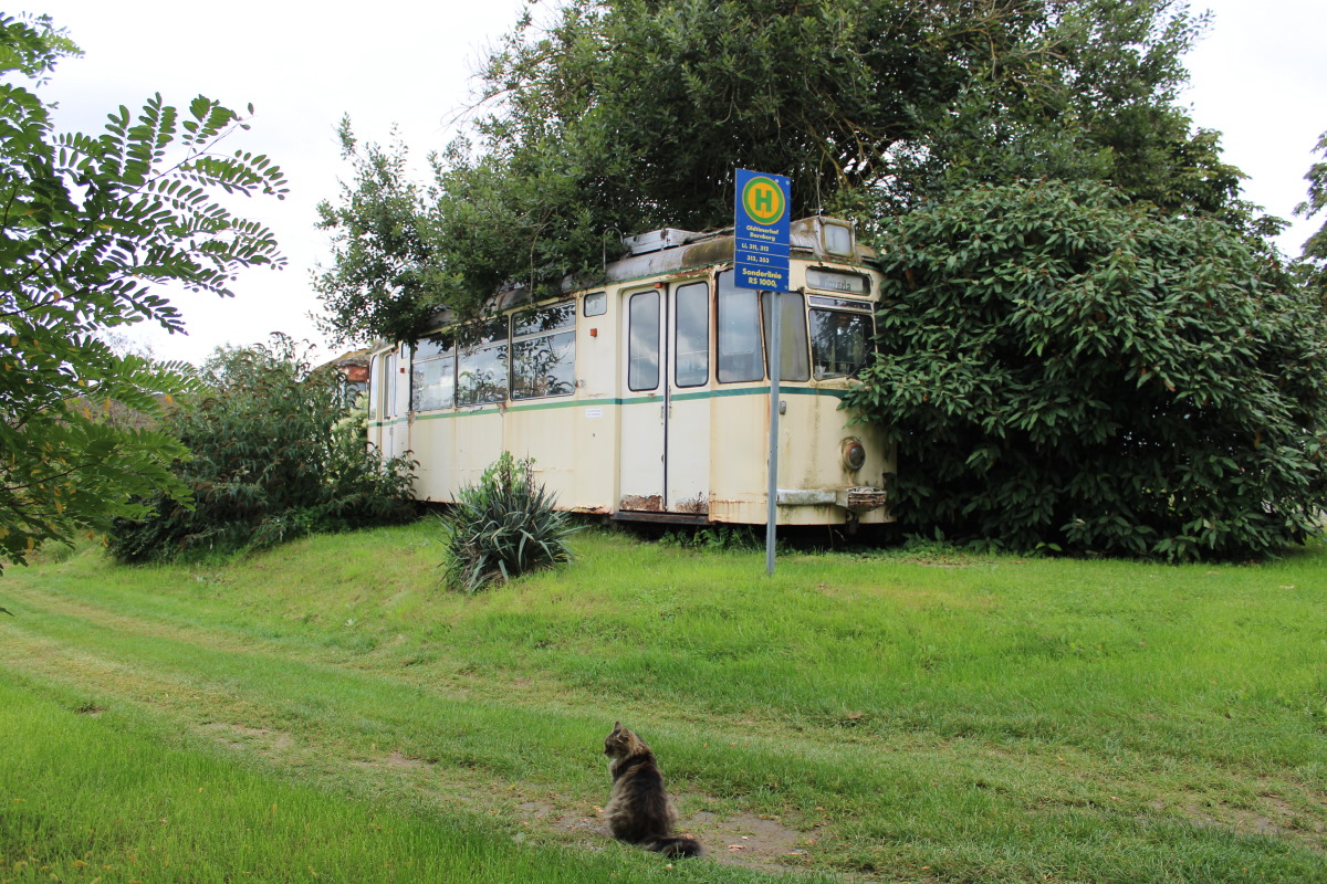 Transport and animals