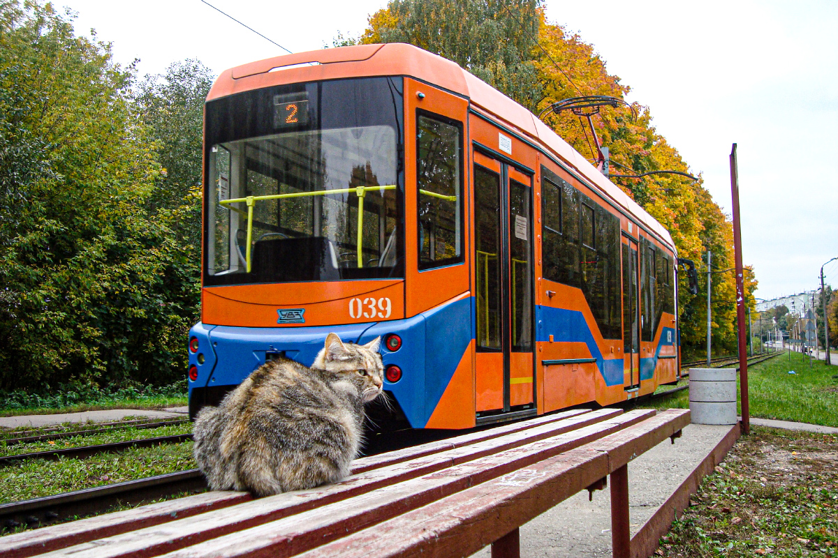 Transport and animals