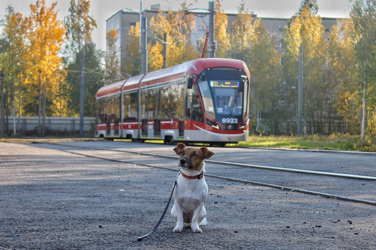 Транспорт и животные