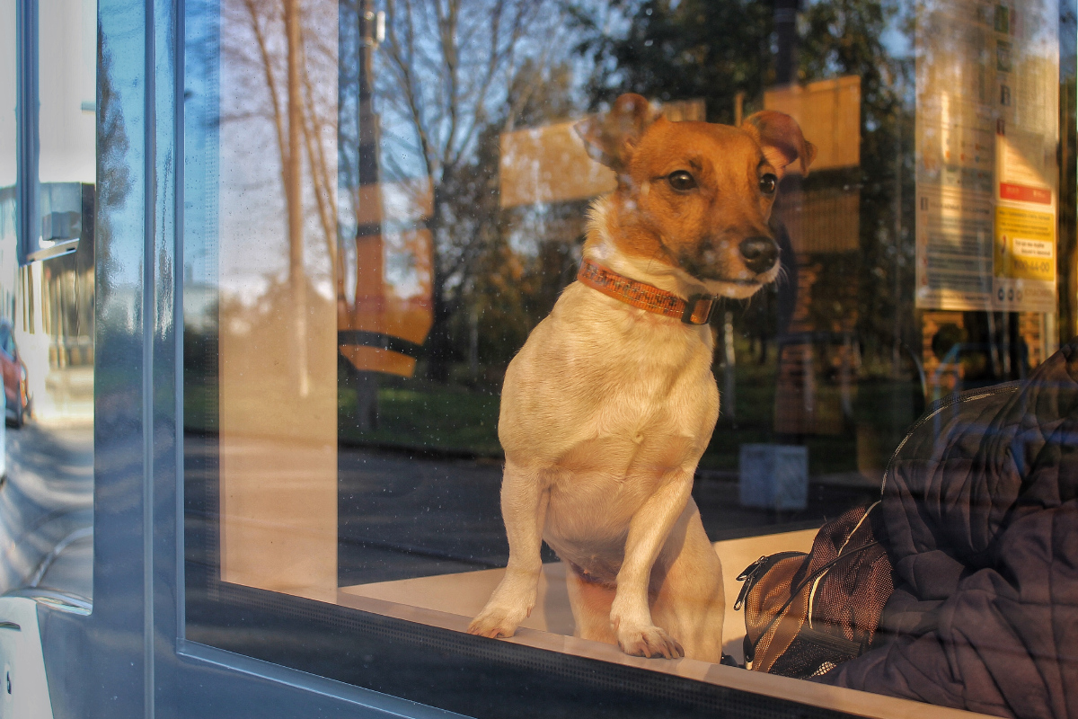 Transport and animals