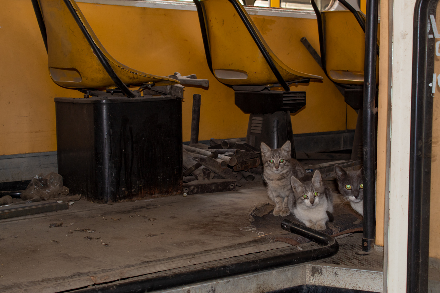 Transport and animals
