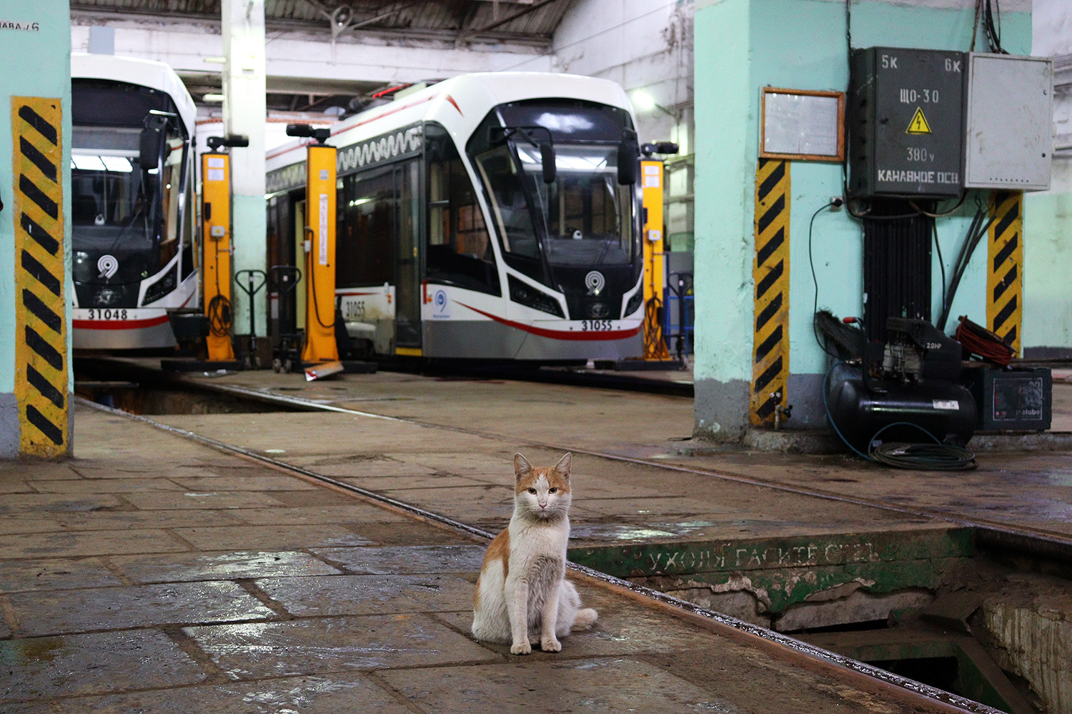 Транспорт и животные