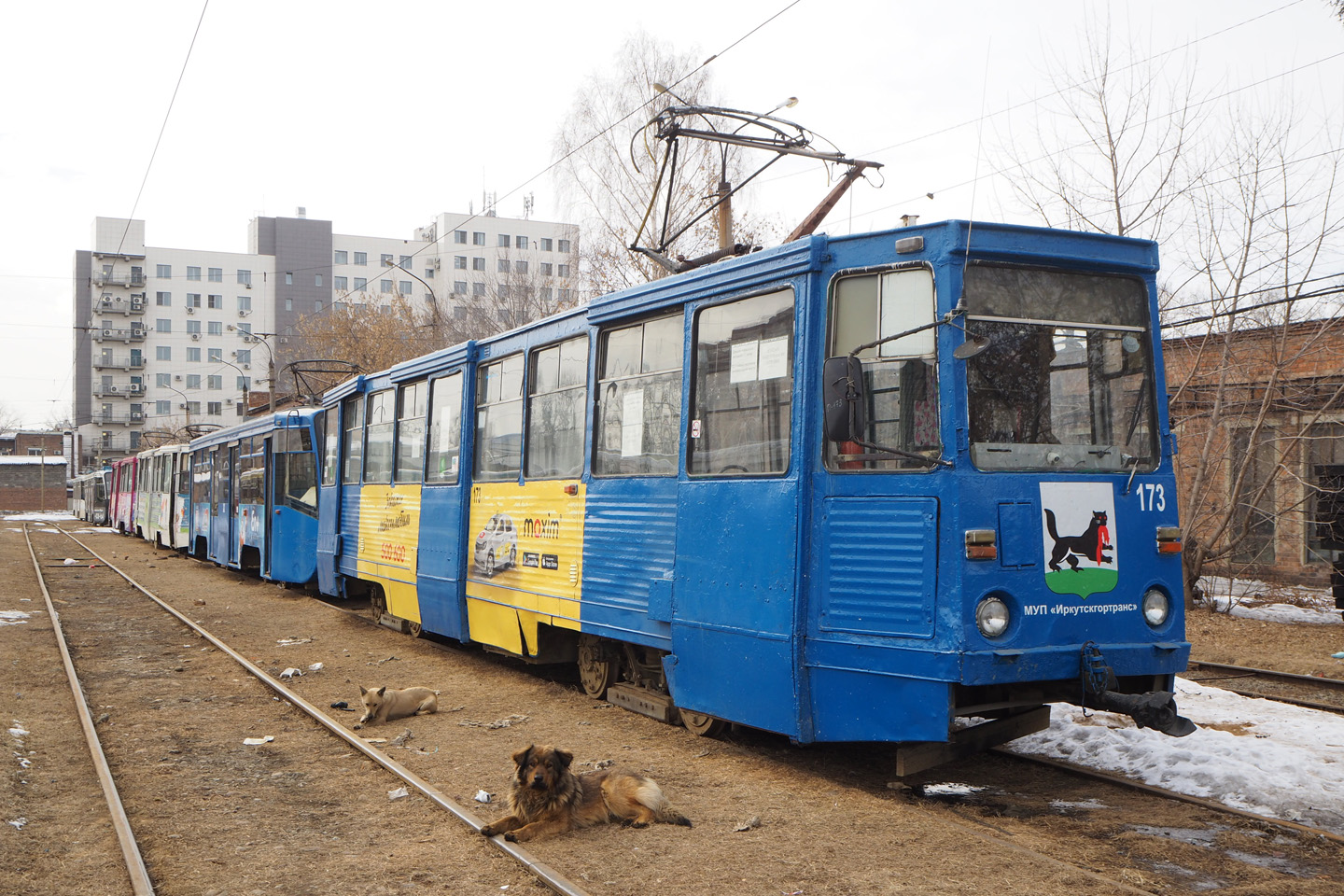 Irkutsk, 71-605 (KTM-5M3) Nr. 173; Transport and animals