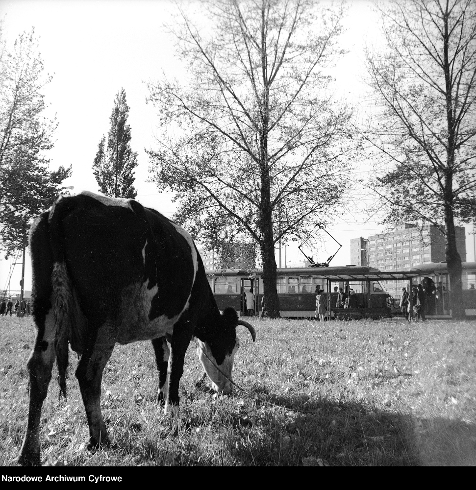 Варшава, Konstal 13N № 837; Транспорт и животные