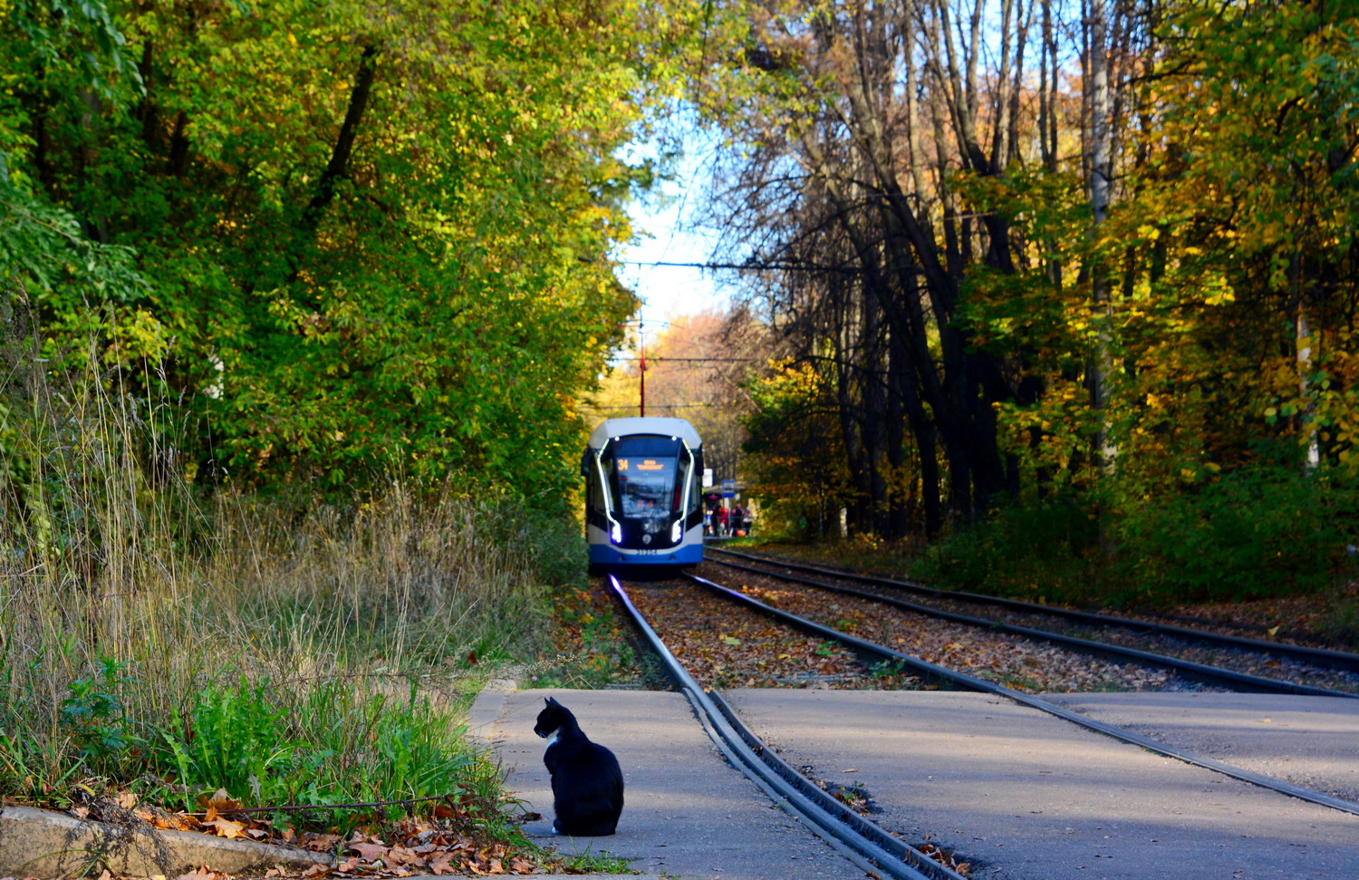 Transport and animals