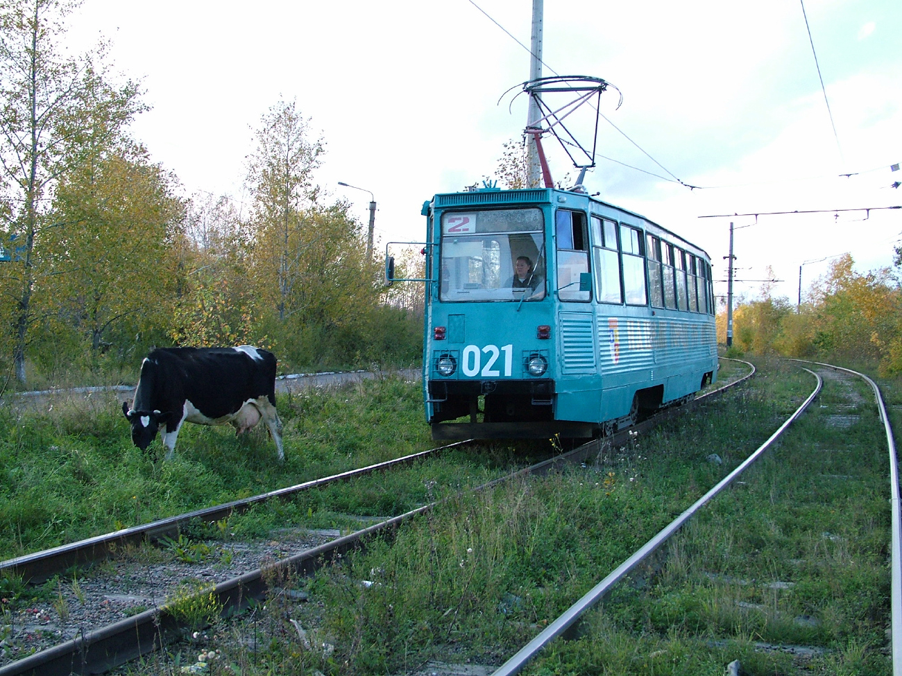 Усолье-Сибирское, 71-605 (КТМ-5М3) № 021; Транспорт и животные