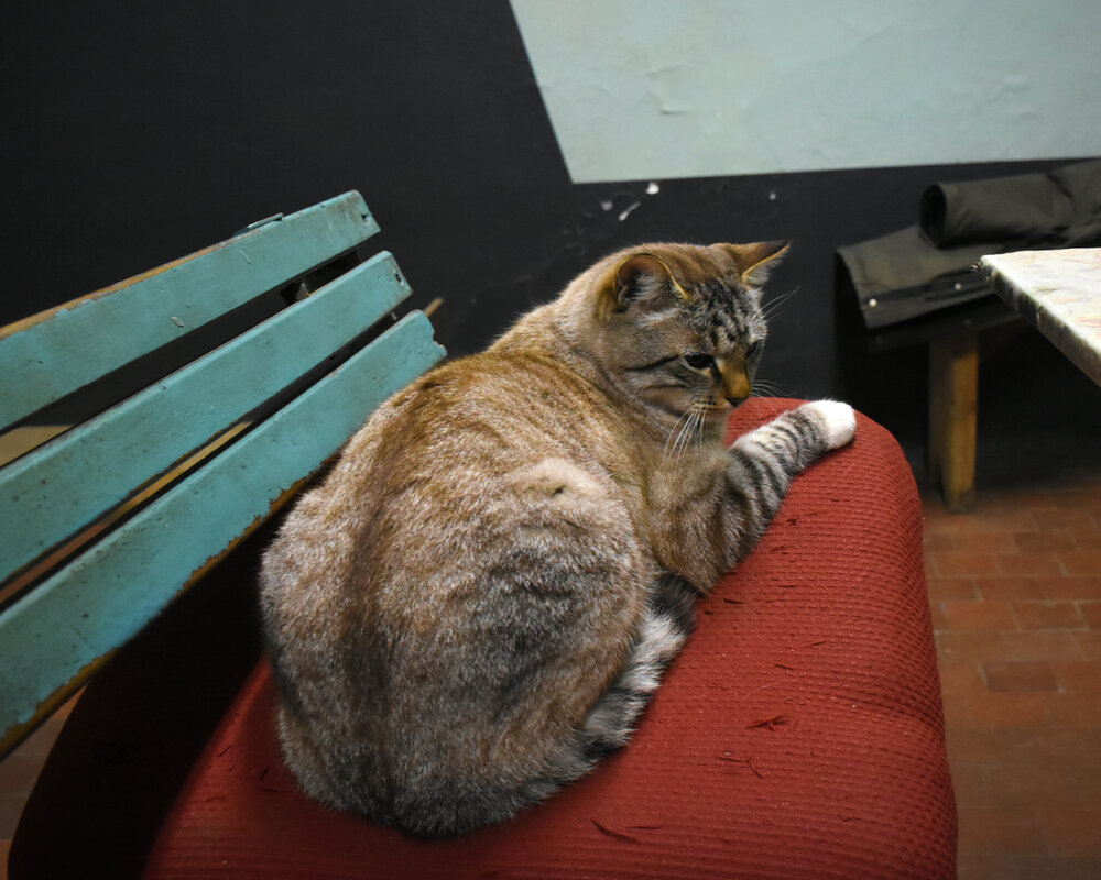 Владивосток — Разные фотографии; Транспорт и животные Владивосток — Разные фотографии; Транспорт и животные