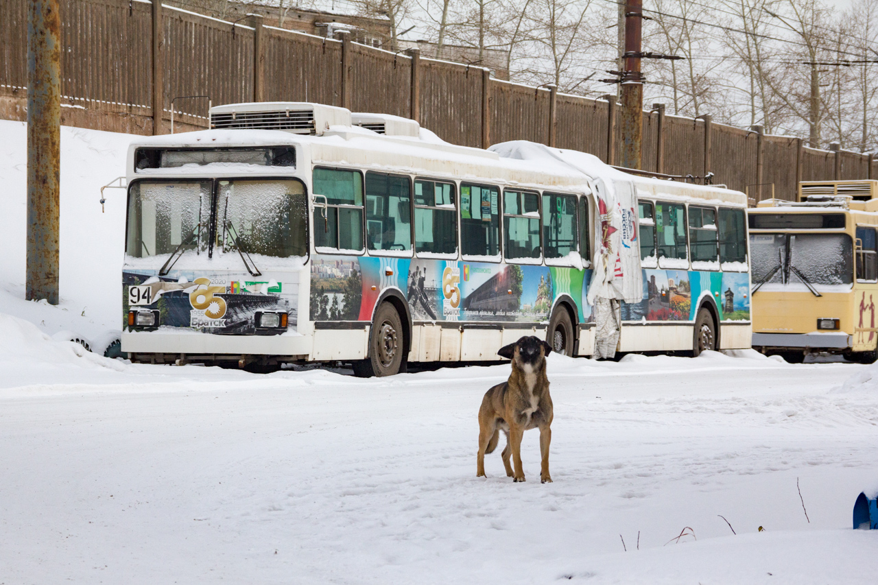 Транспорт и животные
