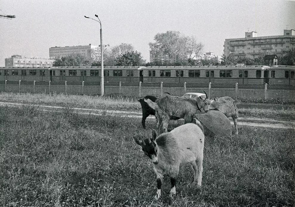 Киев — Исторические фотографии; Транспорт и животные
