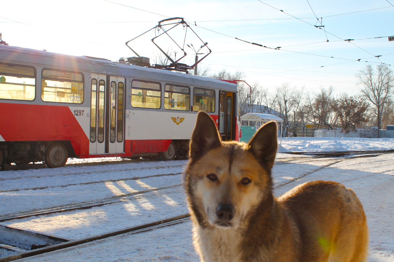 Транспорт и животные