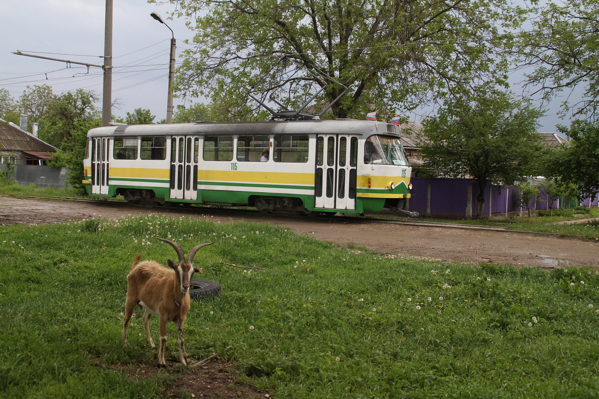 Pyatigorsk, Tatra T3SU № 115; Transport and animals