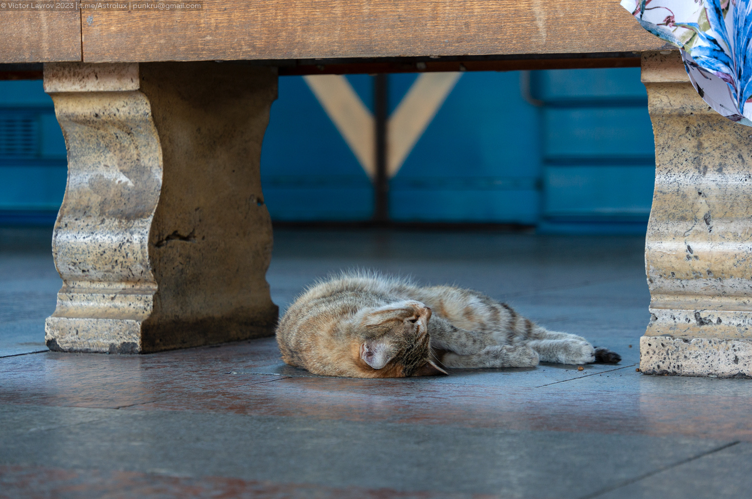 Transport and animals