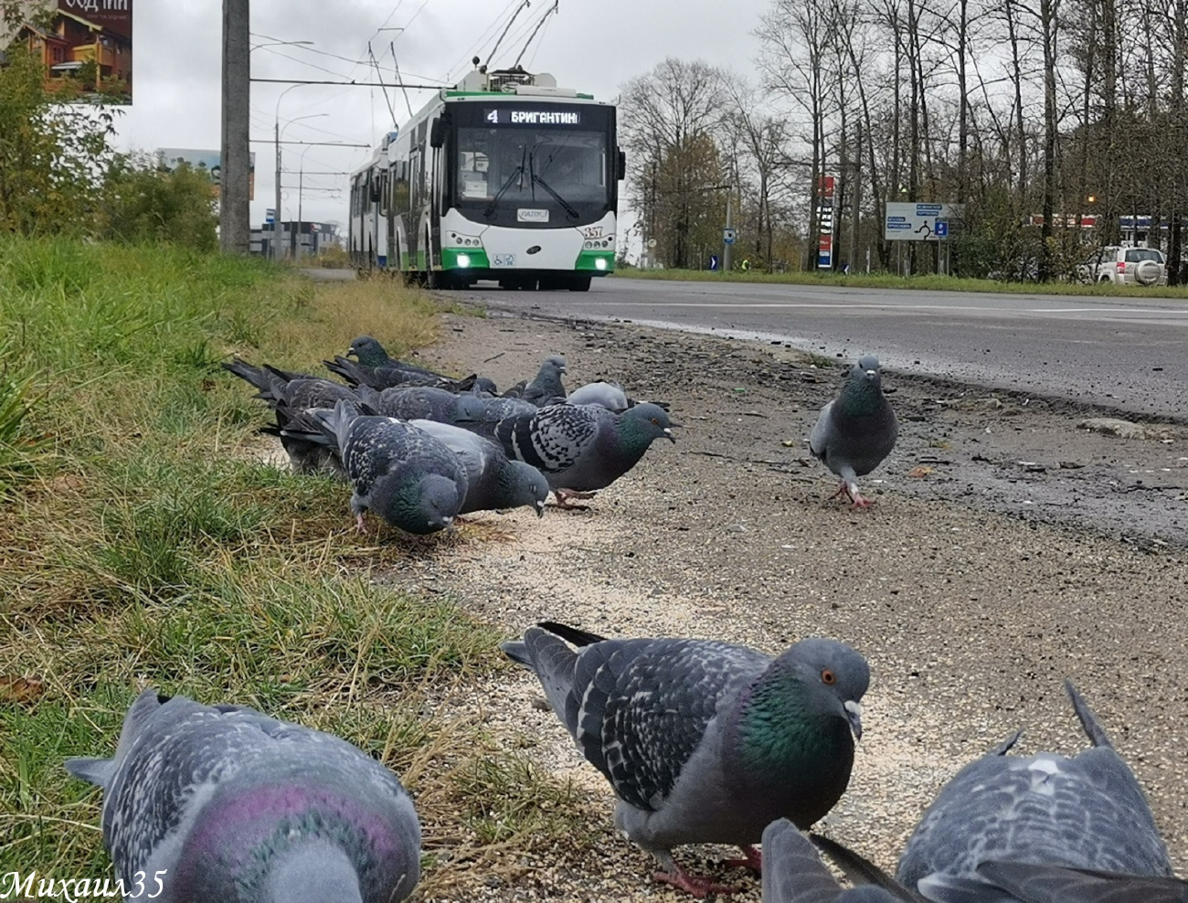Transport and animals