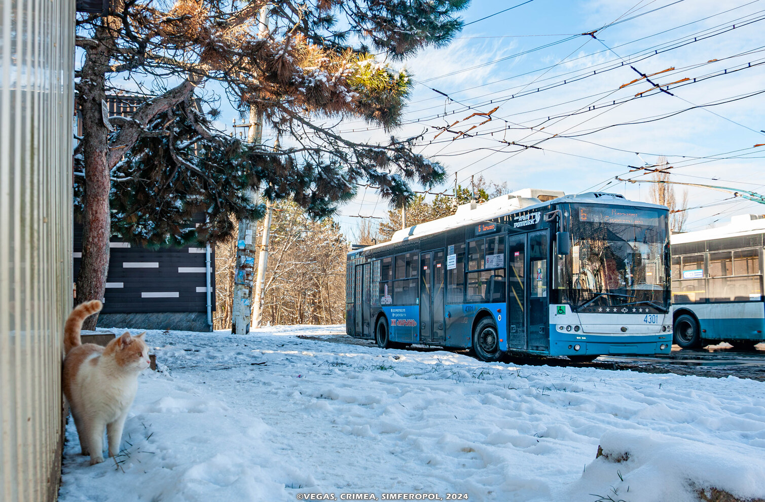 Крымский троллейбус, Богдан Т70110 № 4301; Транспорт и животные Крымский троллейбус, Богдан Т70110 № 4301; Транспорт и животные