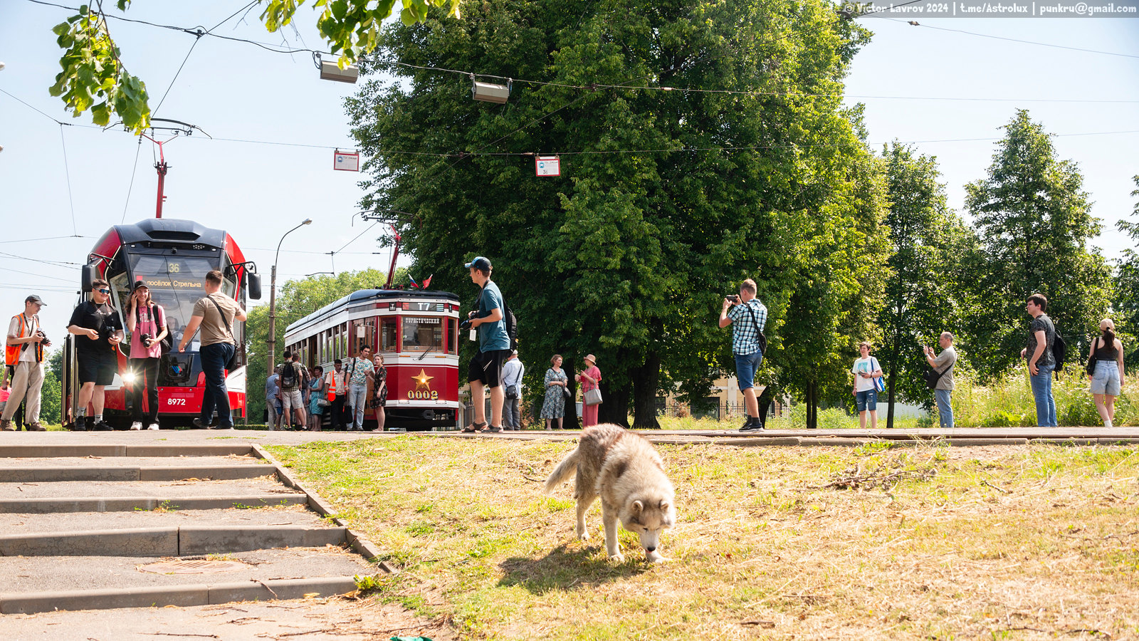 Санкт-Петербург — Конечные станции и разворотные кольца; Транспорт и животные