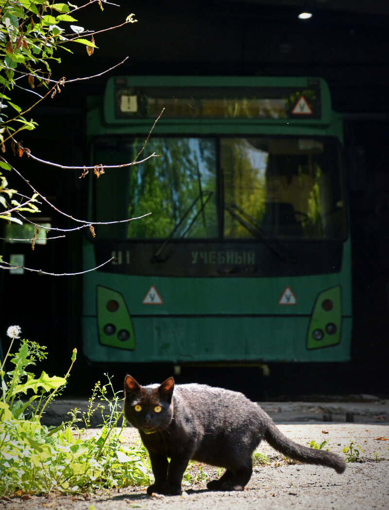 Transport and animals